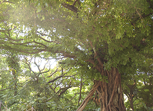 伐採人が教える沖縄の樹木あるある 沖縄で樹木の伐採を頼むなら 伐採人 ばっさいんちゅ 有限会社琉球リサイクルセンター