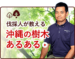伐採人が教える沖縄の樹木あるある